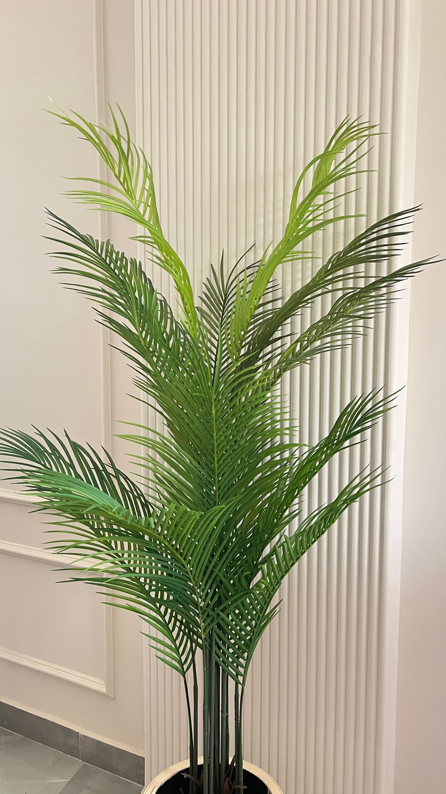 Areca Palm