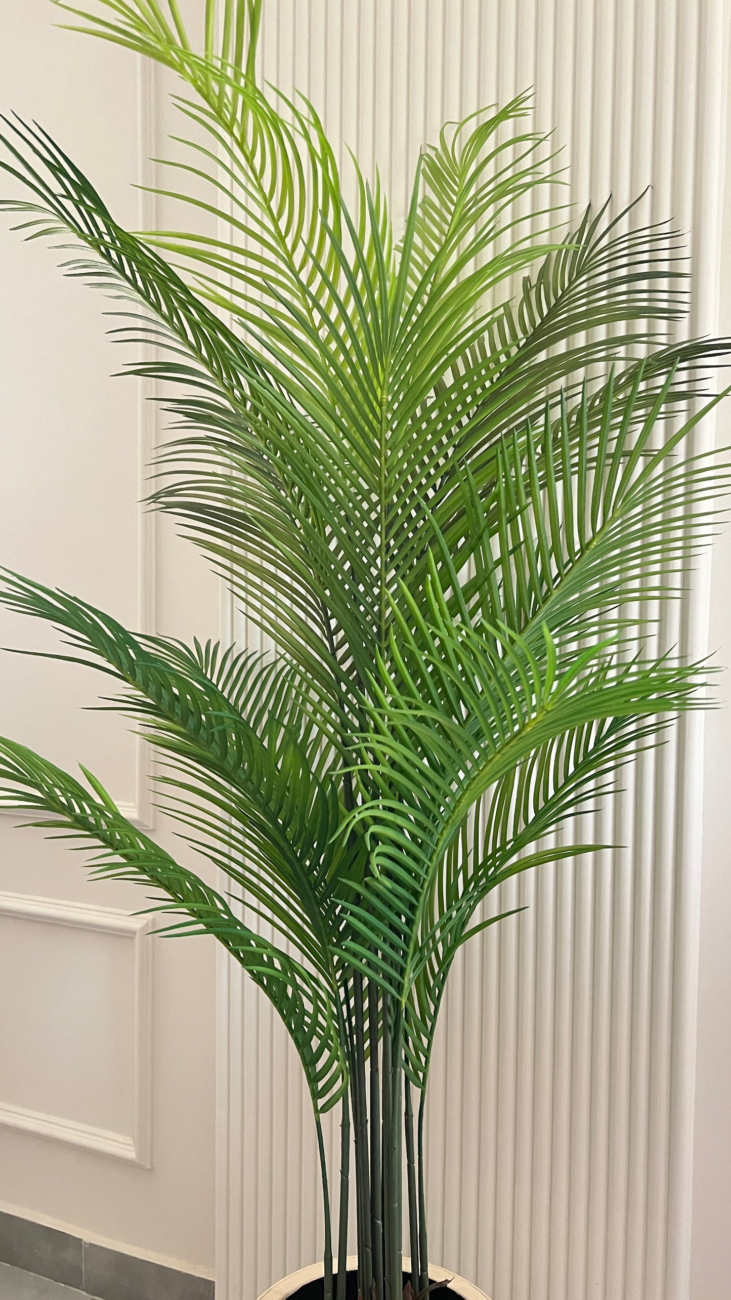Areca Palm