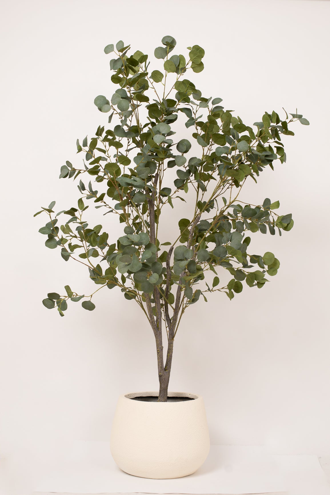 Bauhinia In Caila Bundle