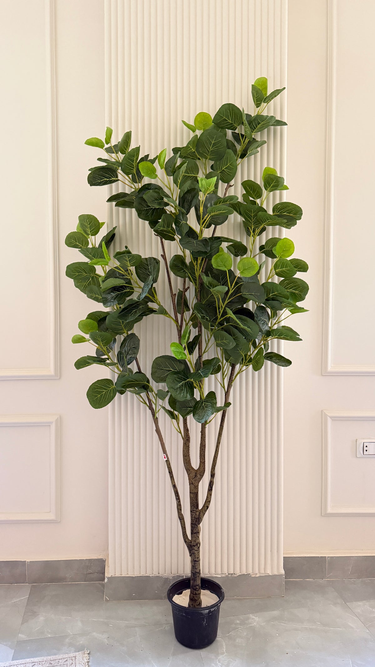 Fig tree