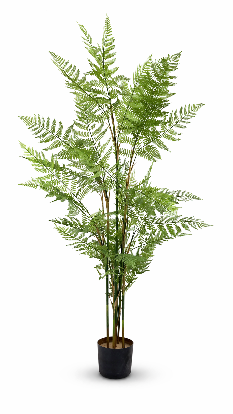 Acacia