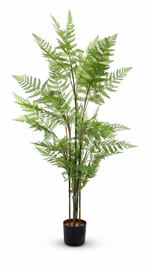 Acacia
