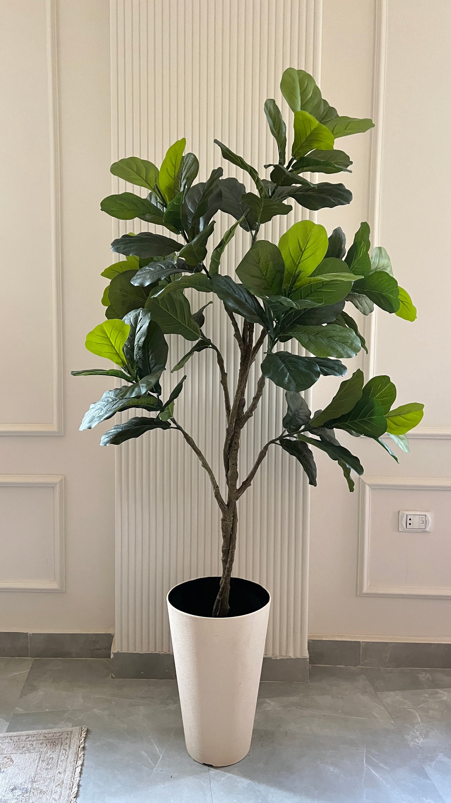 Fig tree