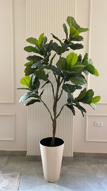 Fig tree