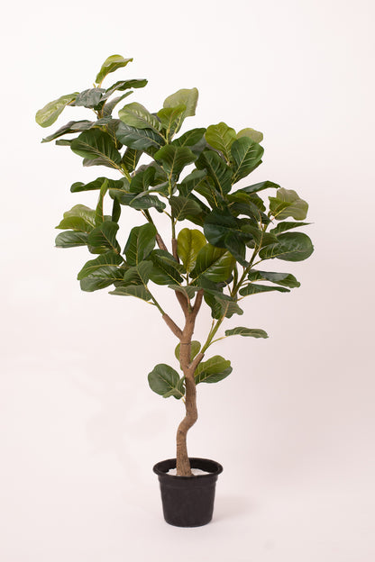 Fig tree
