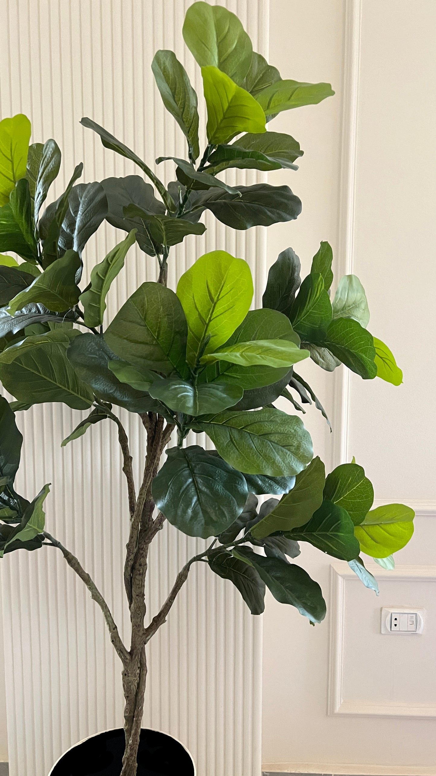 Fig tree