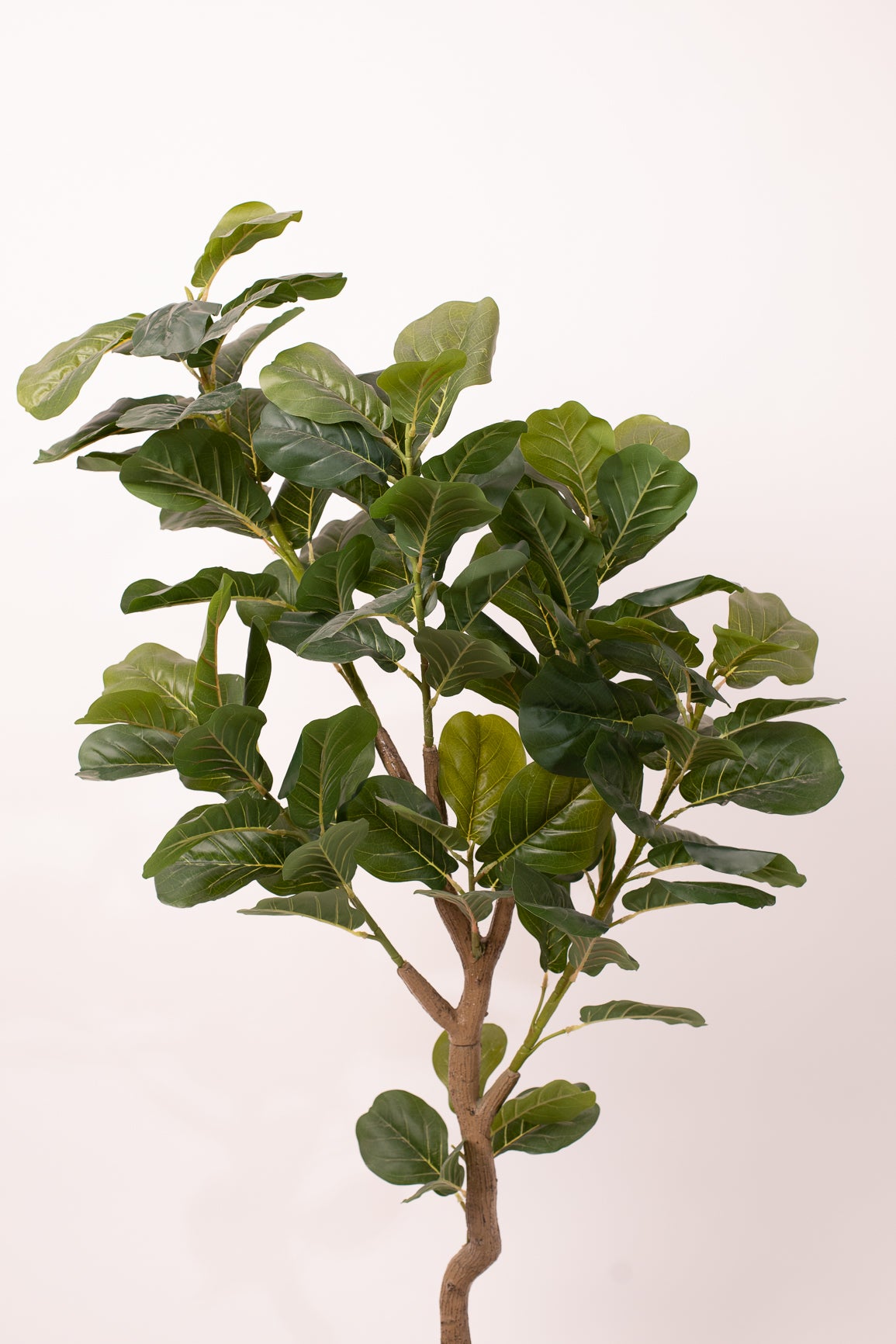 Fig tree