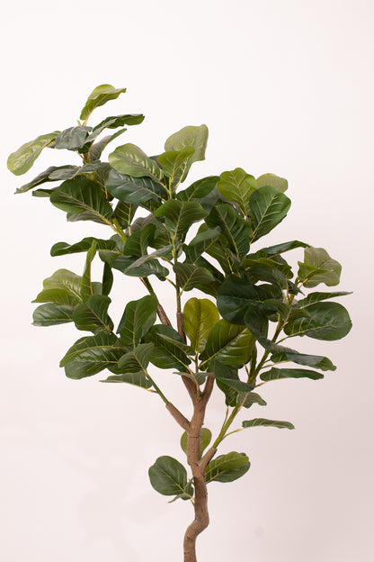 Fig tree