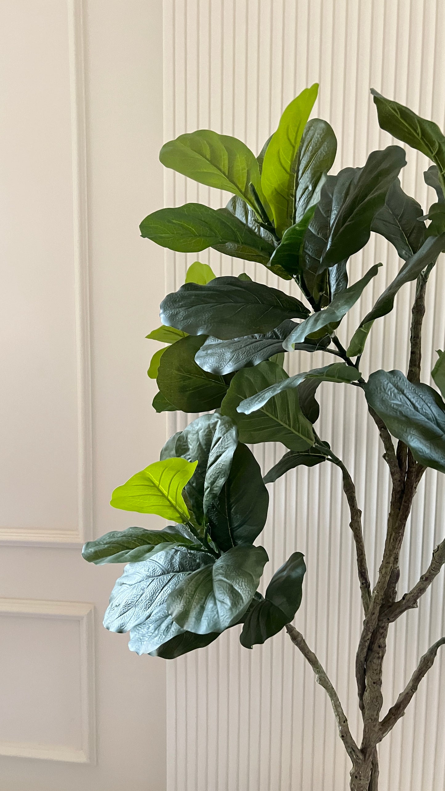 Fig tree