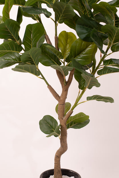Fig tree