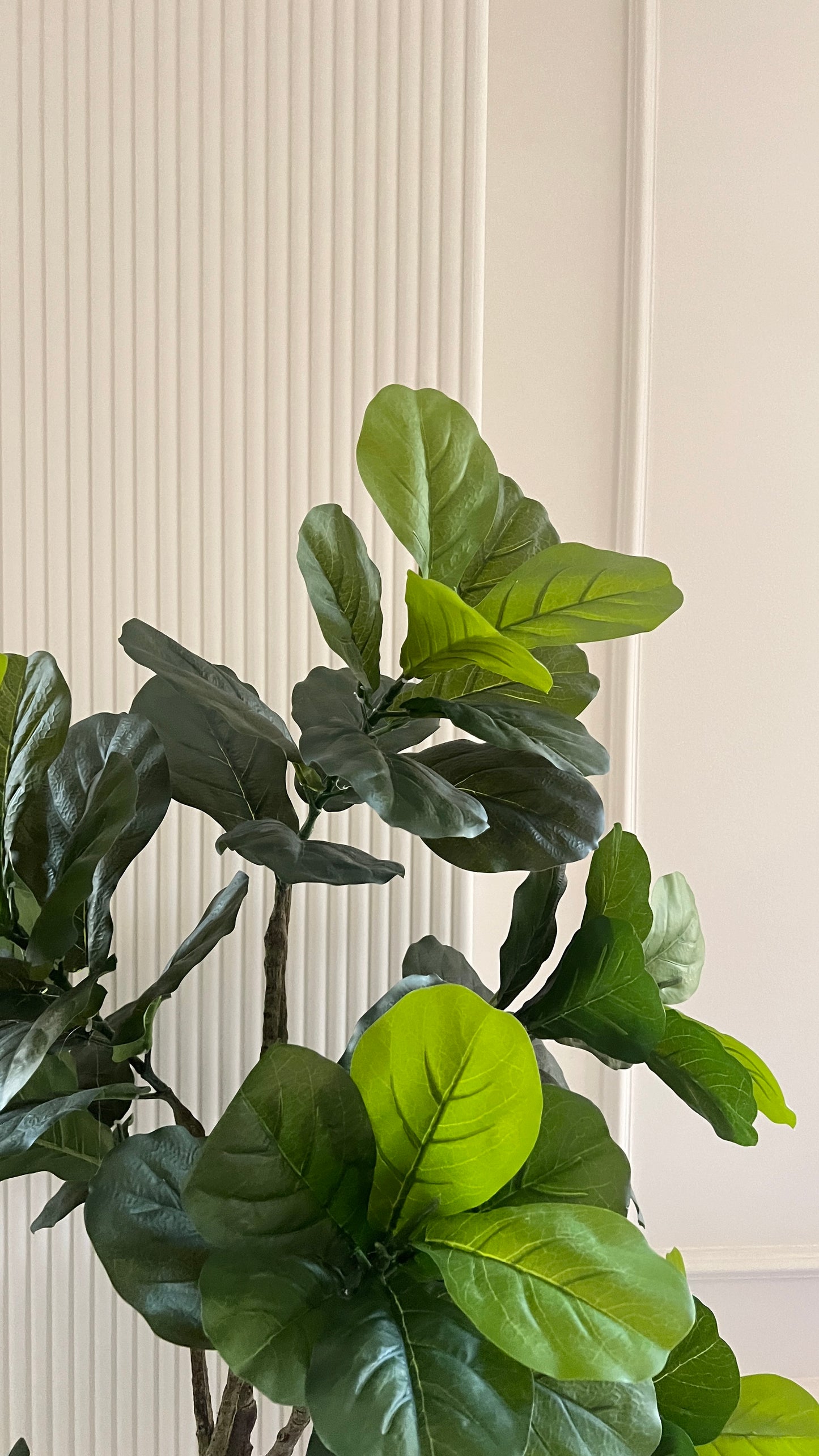 Fig tree