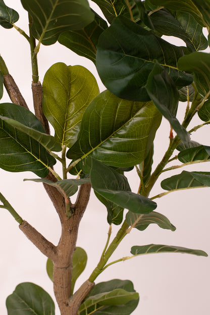 Fig tree