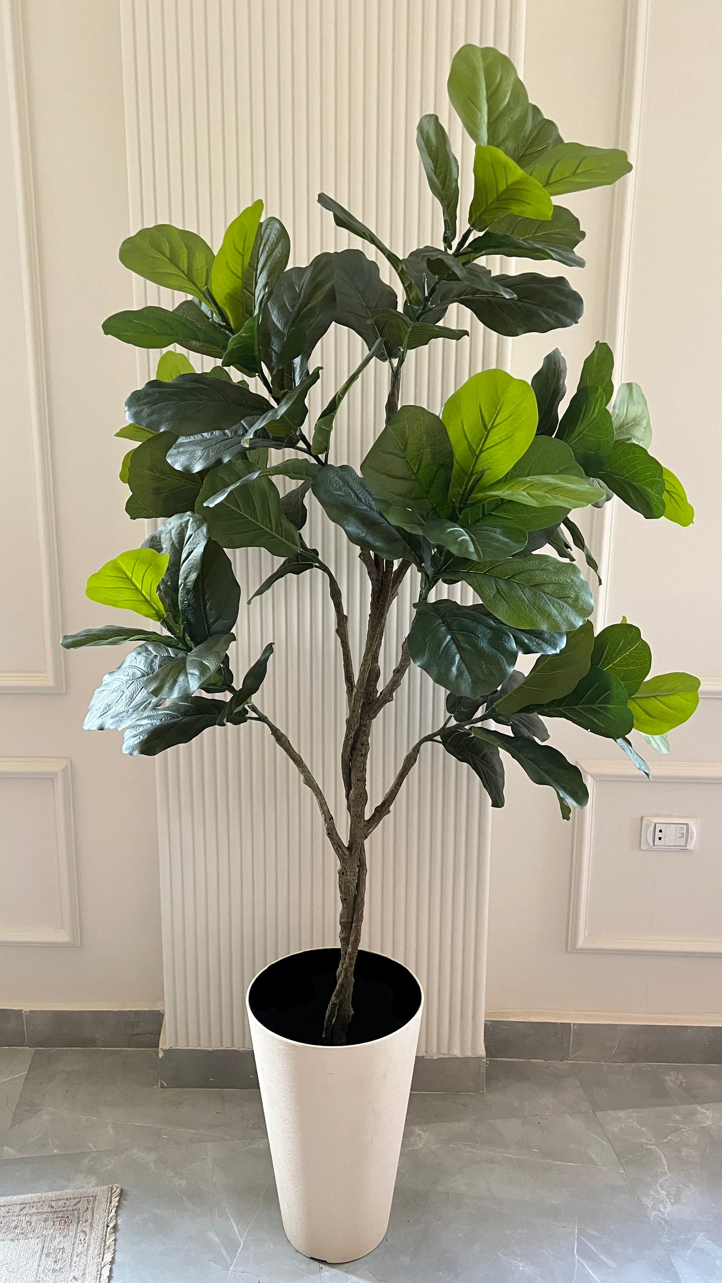 Fig tree