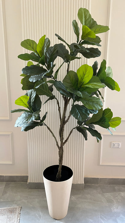 Fig tree