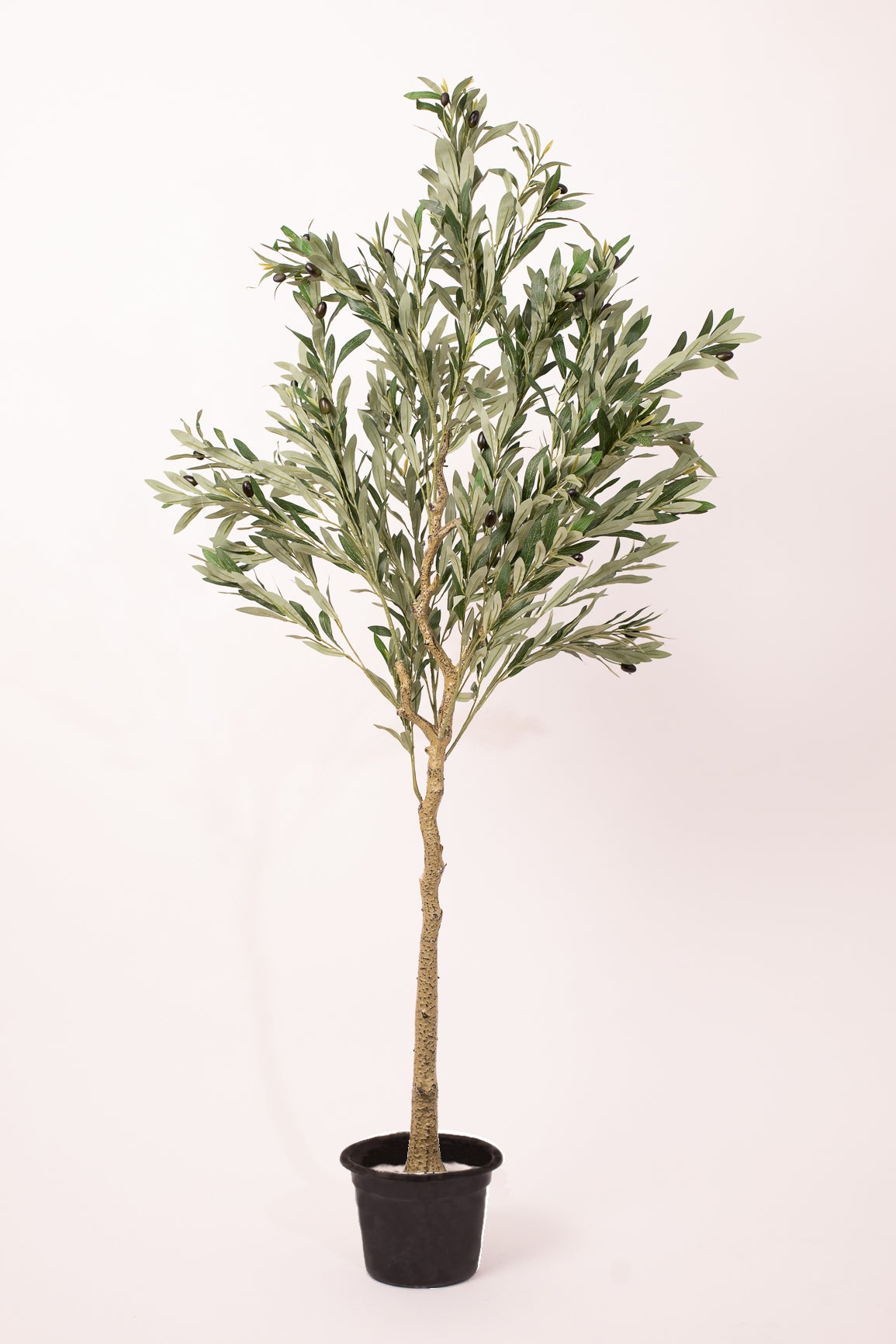 Olive Tree