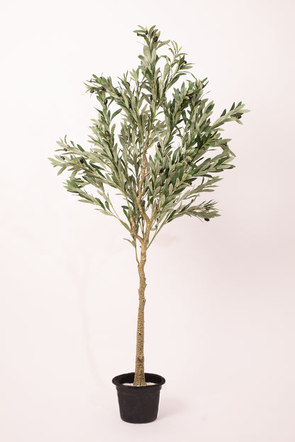 Olive Tree