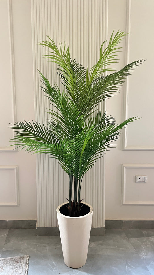 Areca Palm