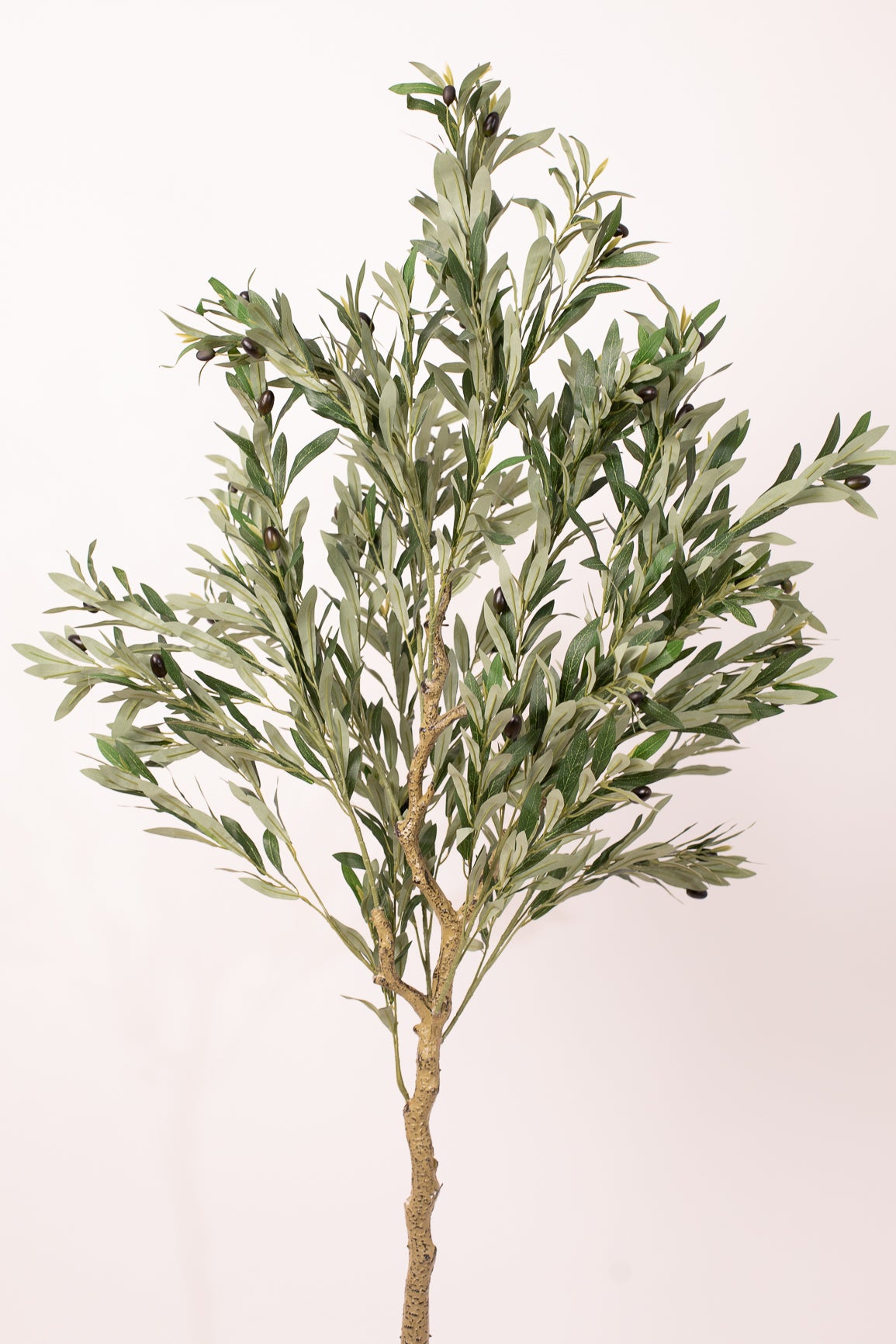 Olive Tree