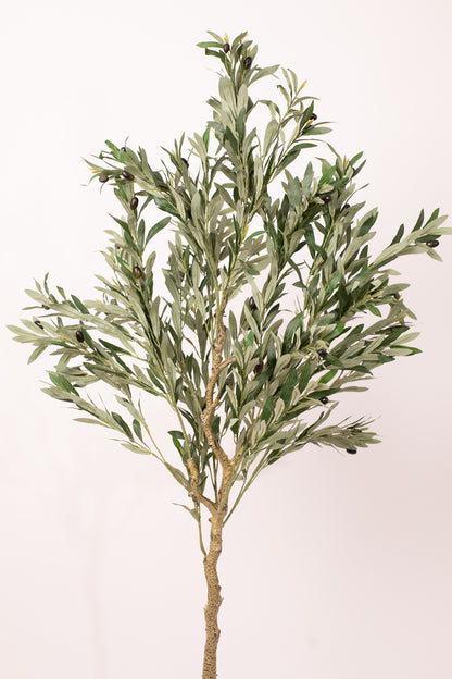 Olive Tree