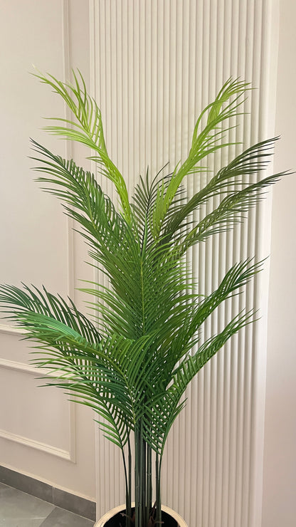 Areca Palm