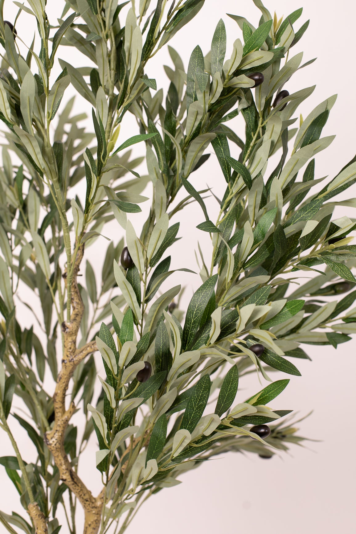 Olive Tree