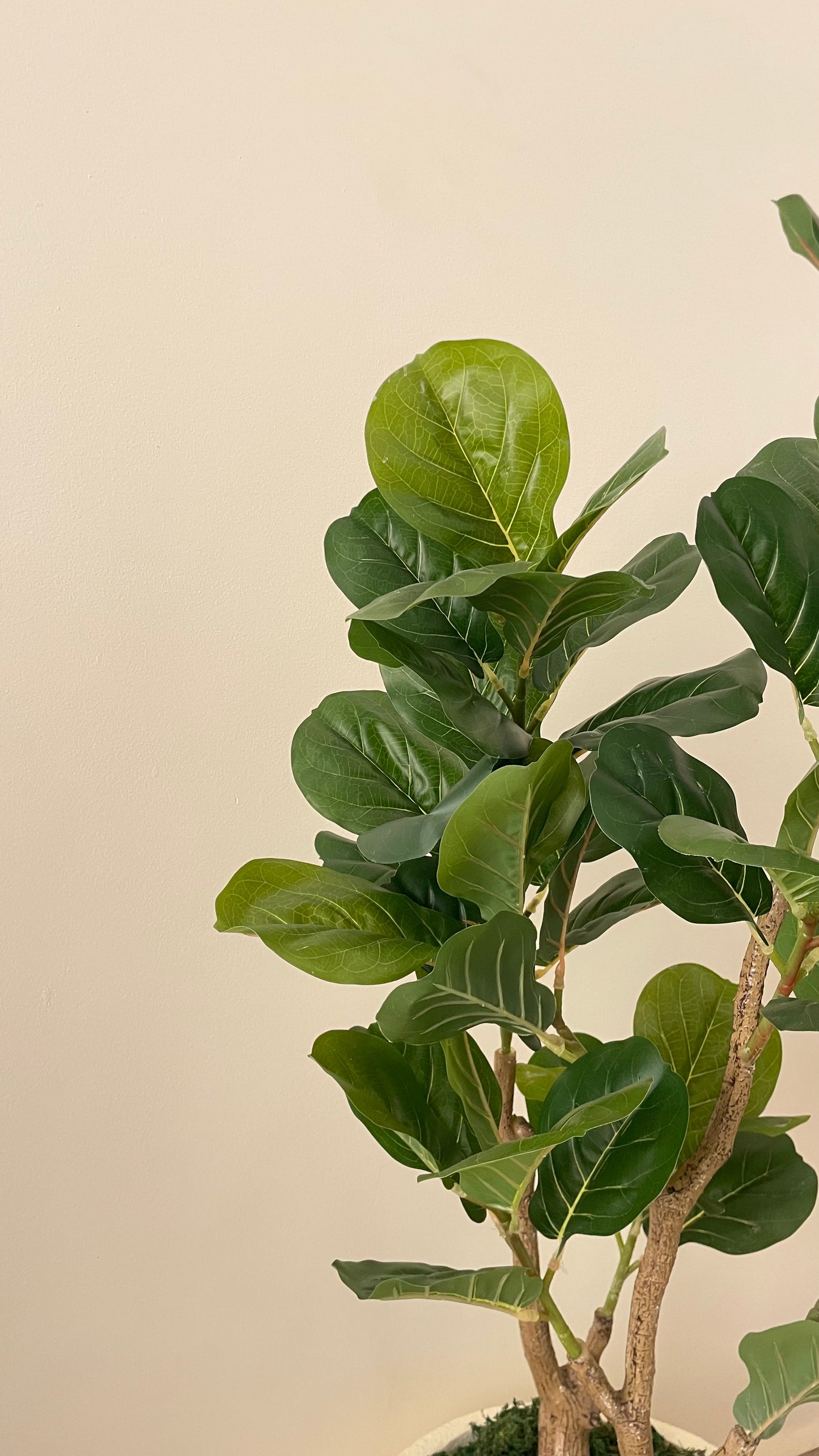 Fig tree