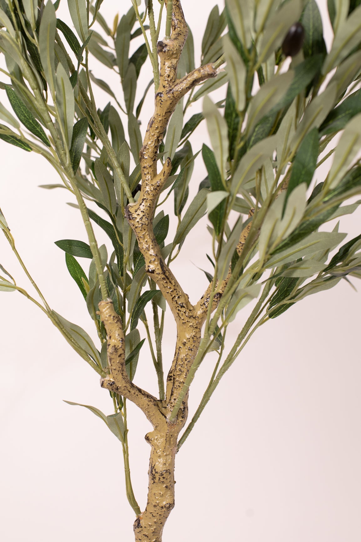 Olive Tree