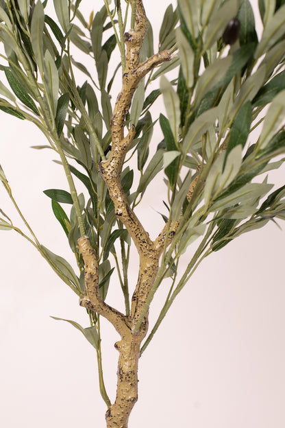 Olive Tree