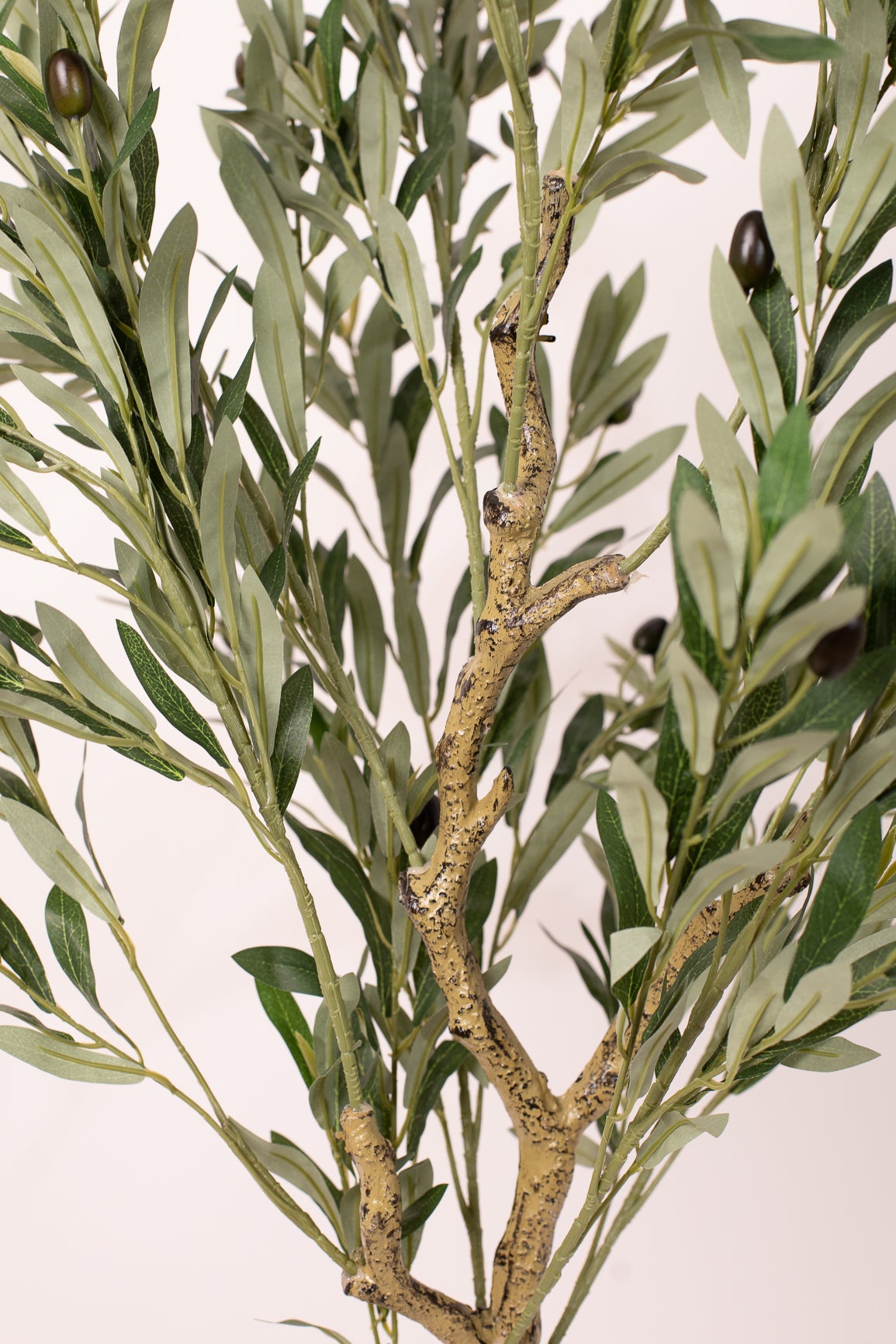 Olive Tree