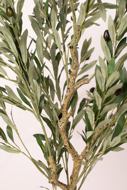 Olive Tree