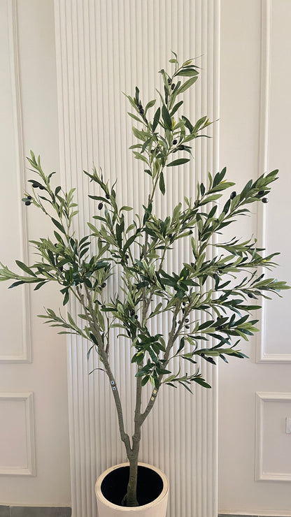 Olive Tree