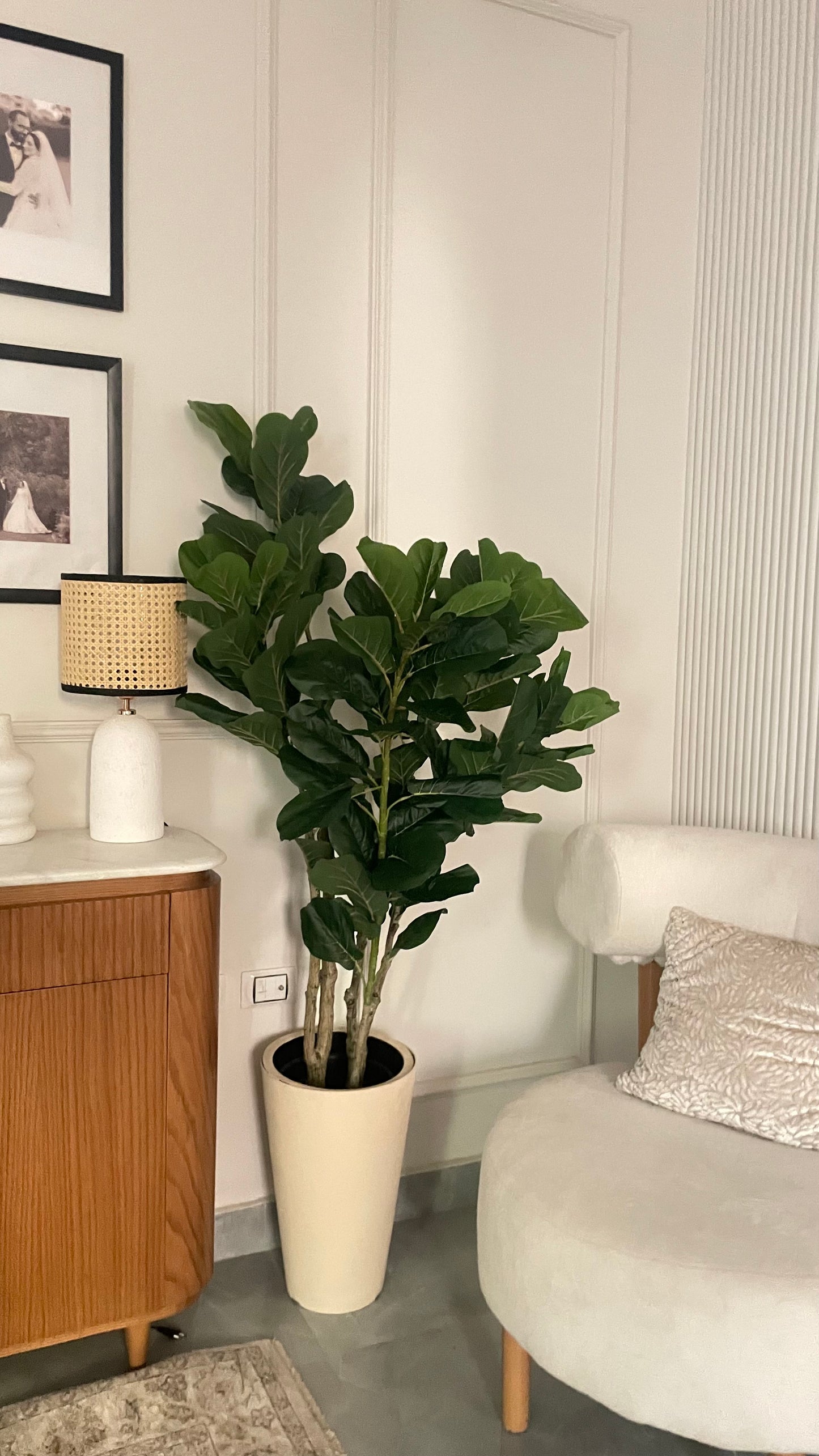 Fig tree