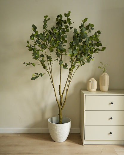Bauhinia Tree