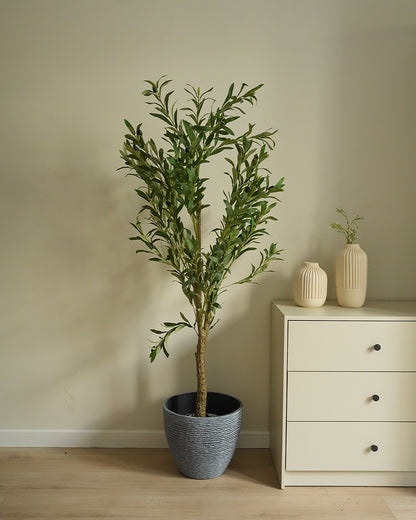 Olive Tree