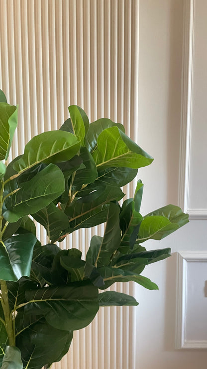 Fig tree