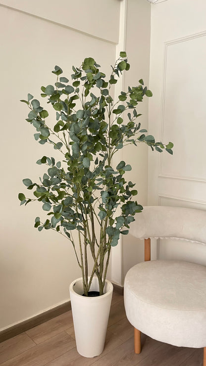 Bauhinia Tree