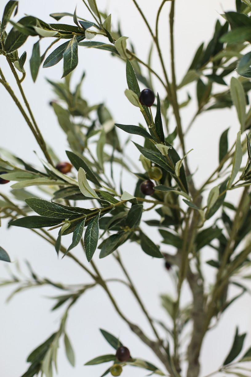 Olive Tree