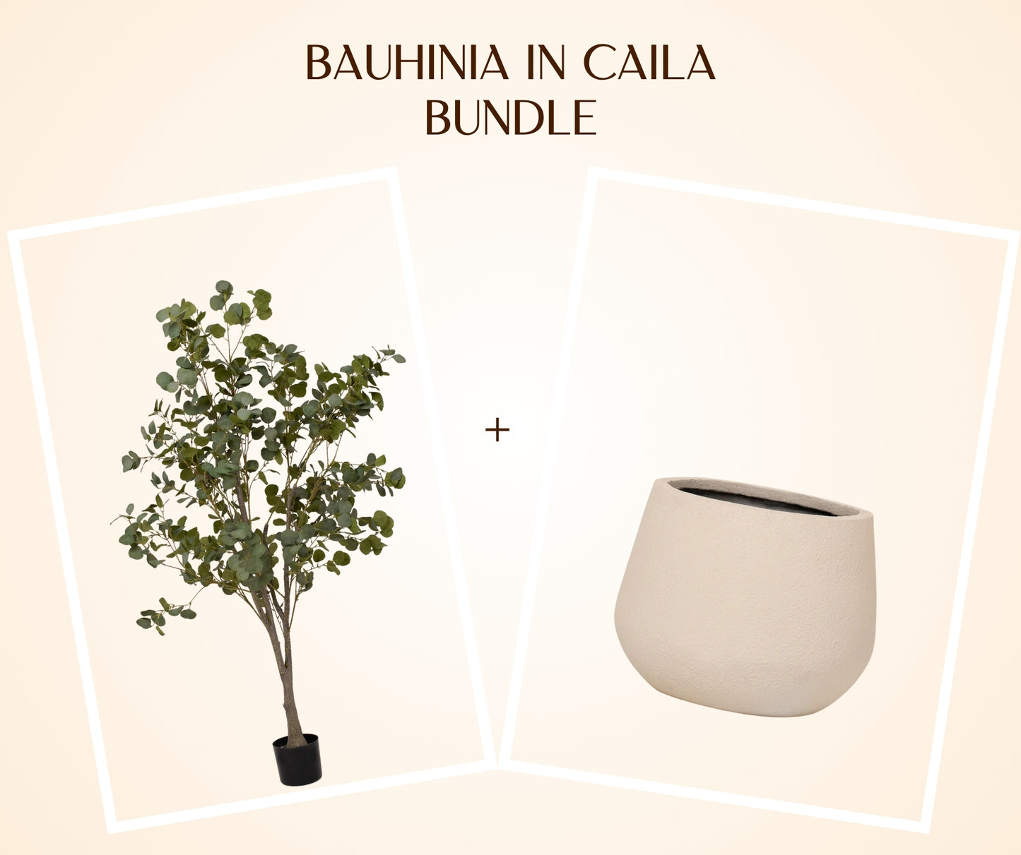 Bauhinia In Caila Bundle