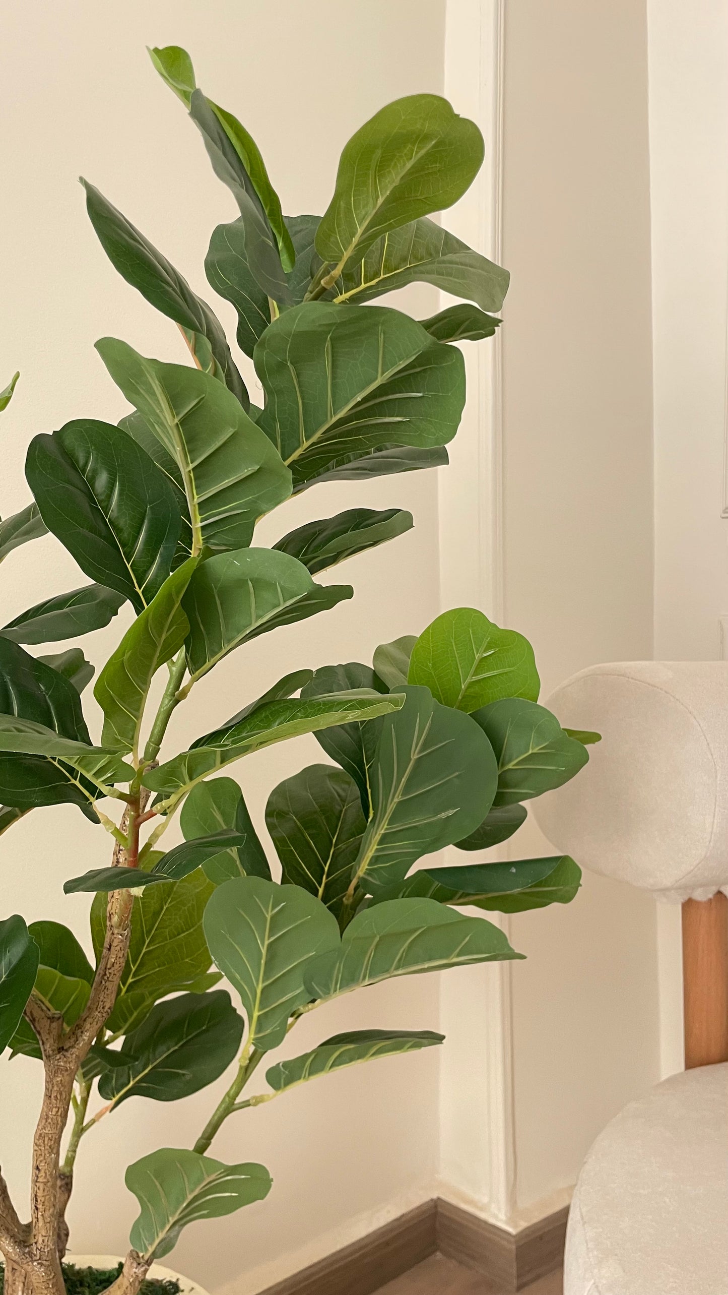 Fig tree