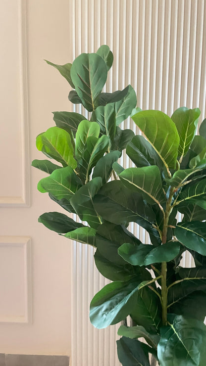 Fig tree
