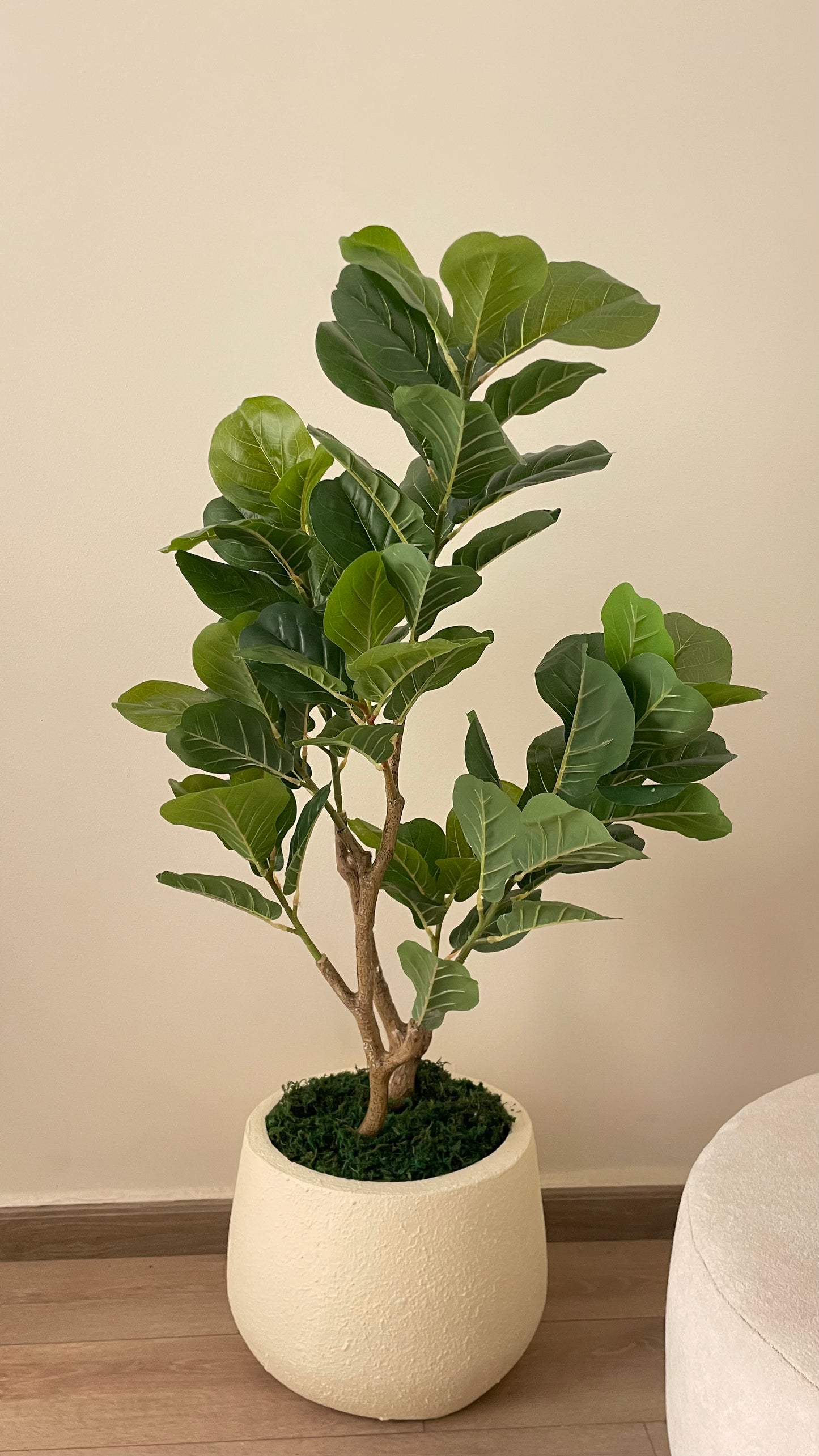 Fig tree
