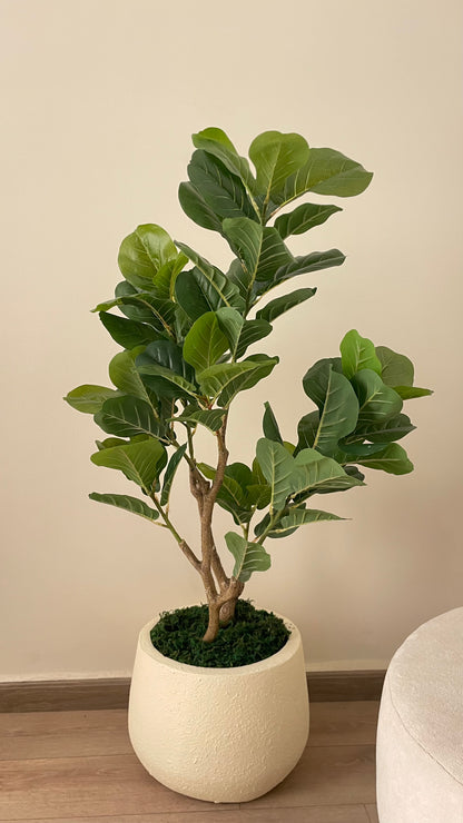 Fig tree