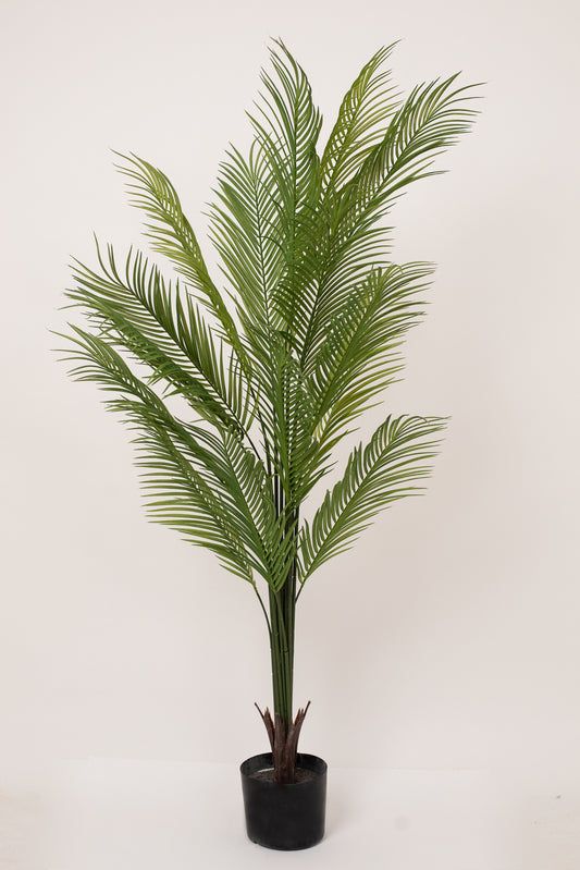 Areca Palm