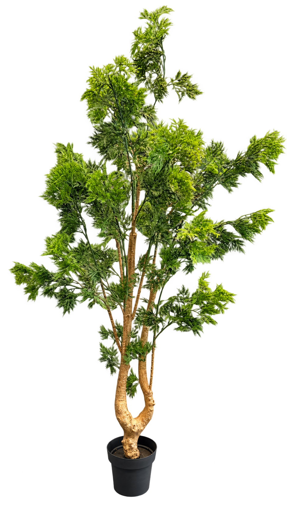 Crest Tree
