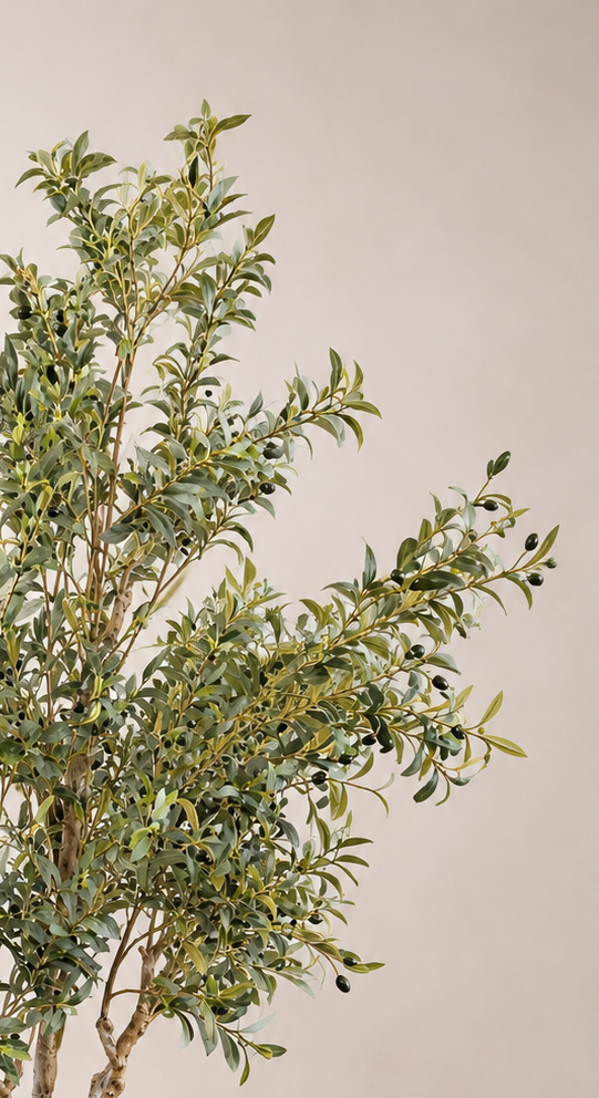 Olive Tree Large