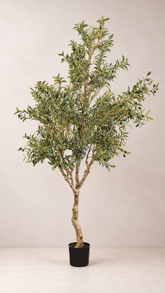 Olive Tree Large