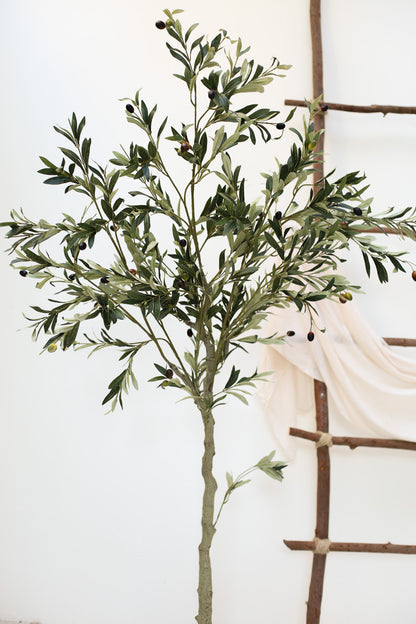 Olive Tree