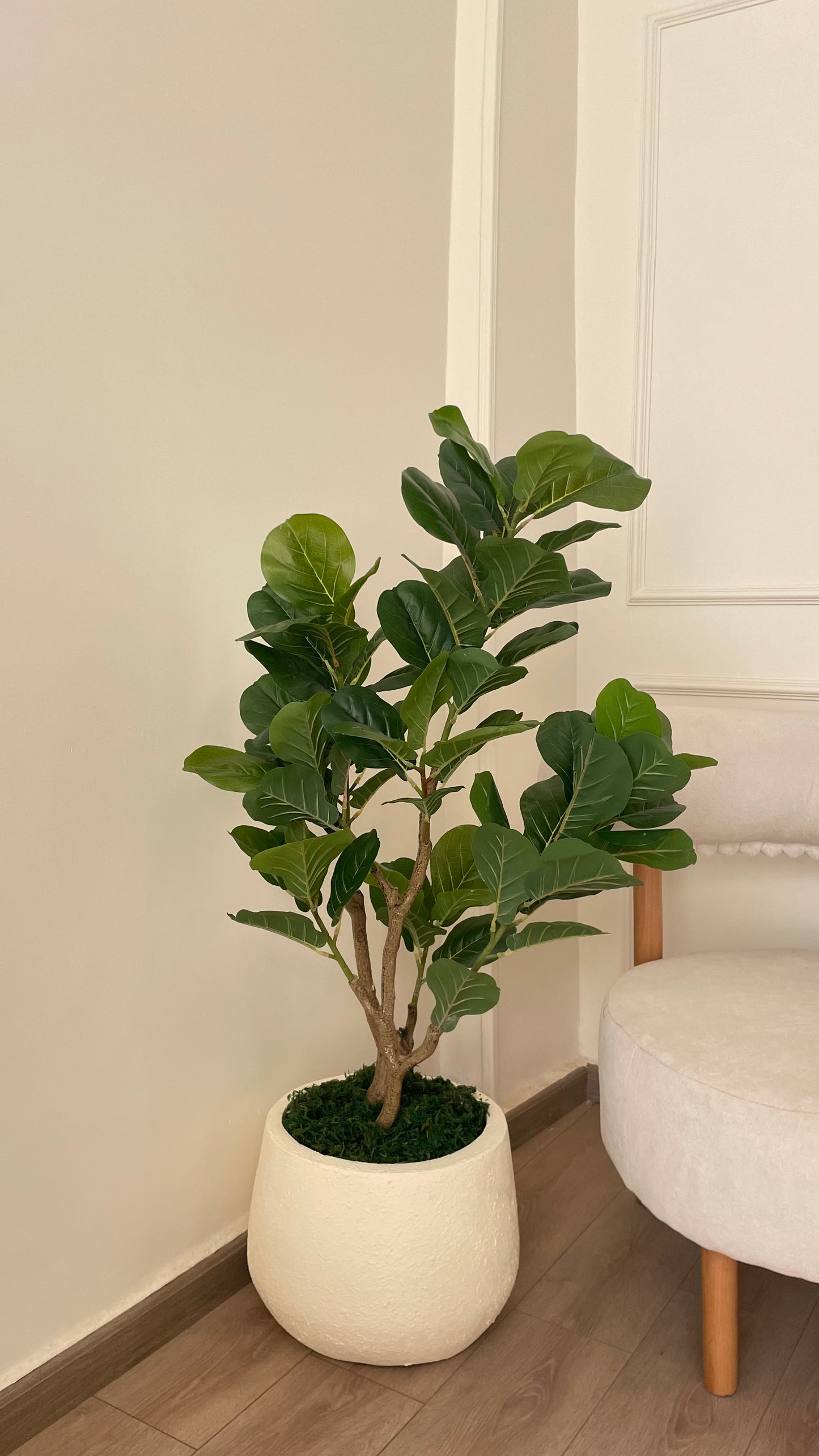 Fig tree