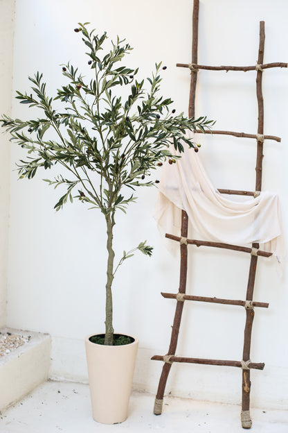 Olive Tree