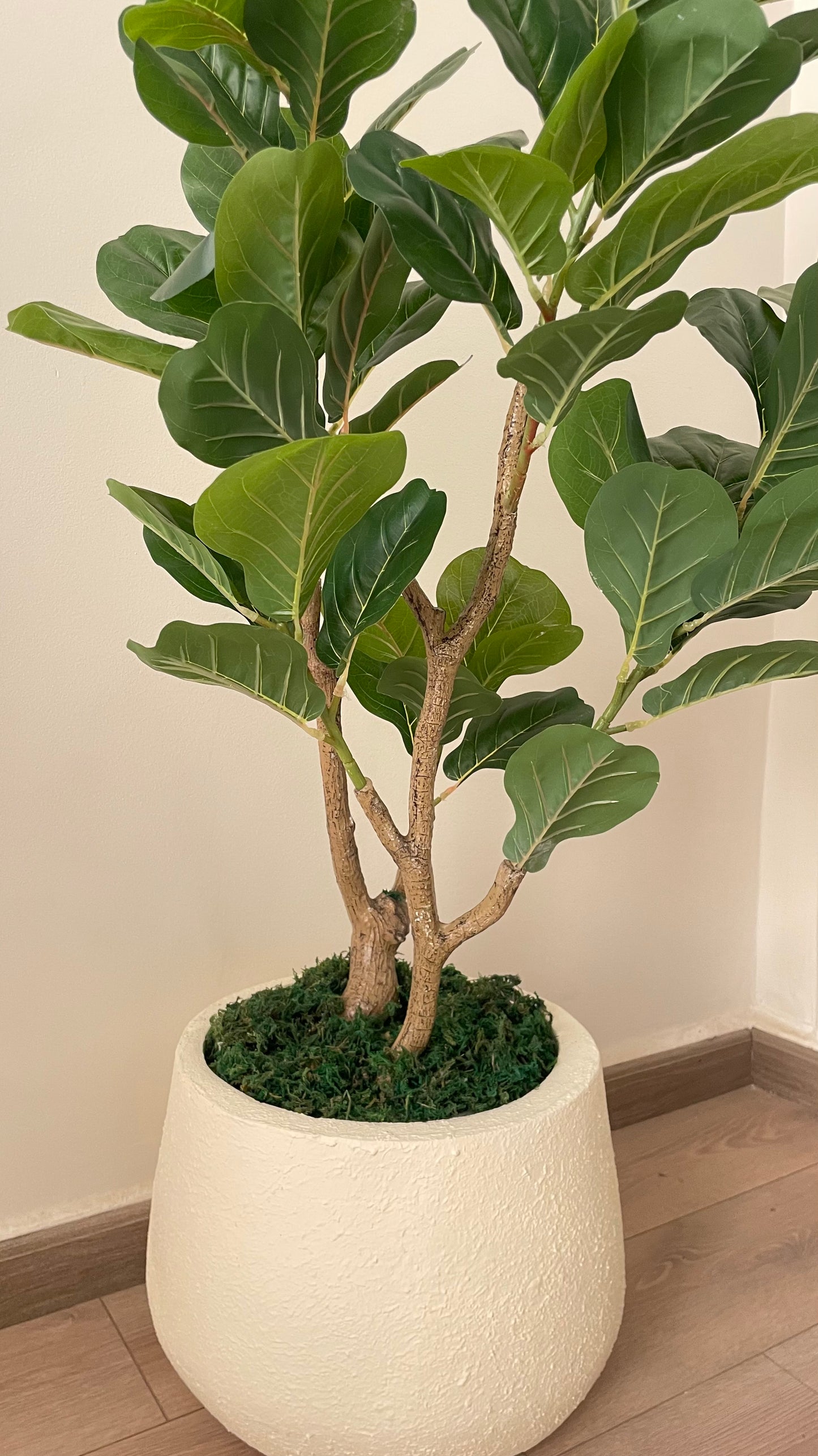 Fig tree